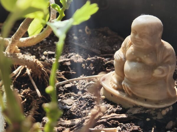 Buddha's Grove
