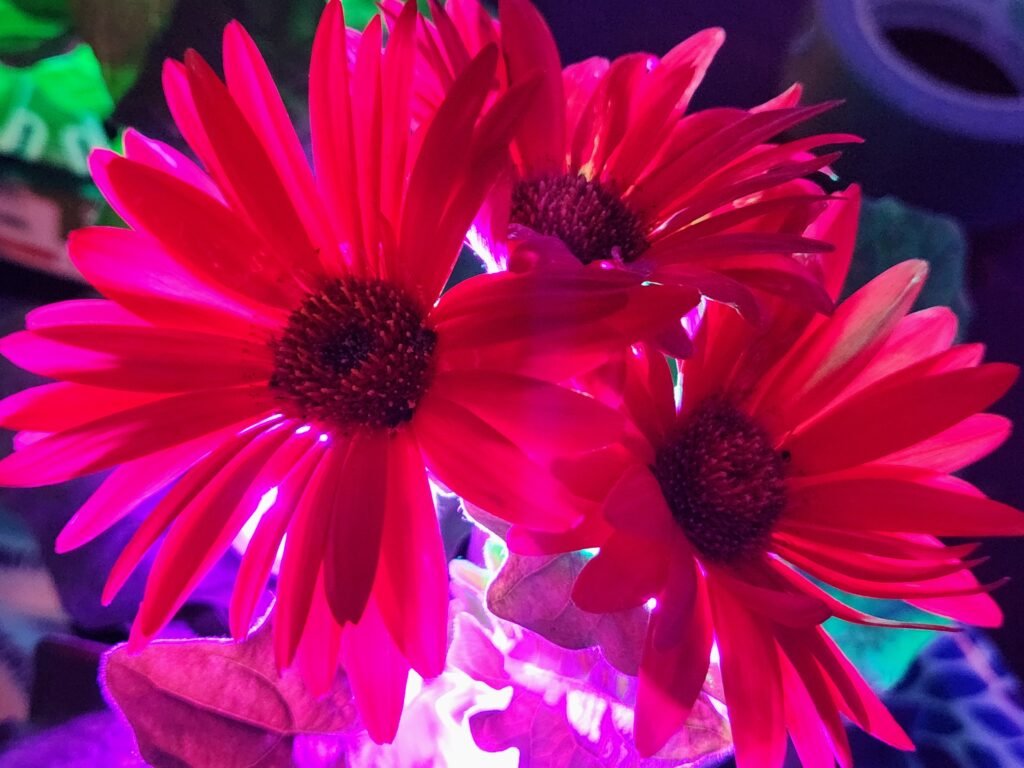 Triplicate Bloom Red